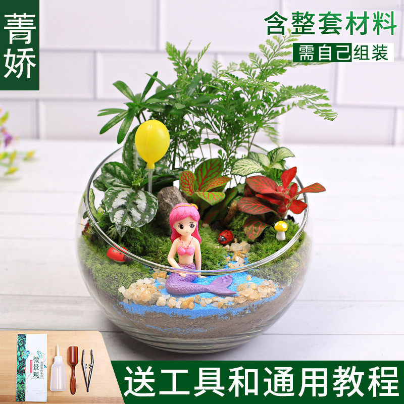 15cm创意苔藓微景观diy材料包切口玻璃球生态瓶子摆件礼品物套装,鲜花速递/花卉仿真/绿植园艺,造型盆景,淘宝优惠券,粉丝福利购,淘宝优惠卷
