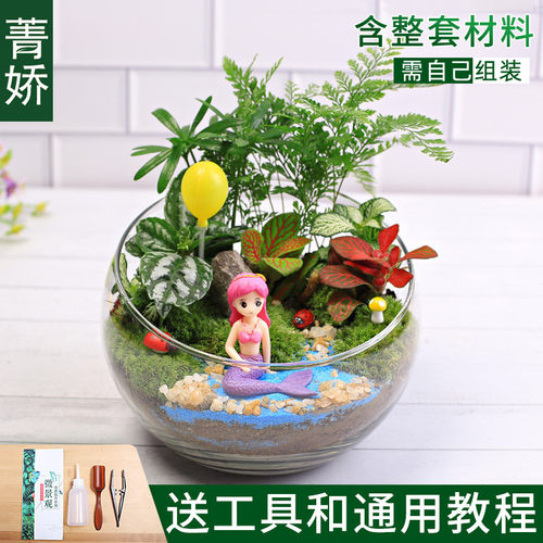 15cm切口苔藓微景观diy材料包创意玻璃球生态套装摆件礼品物瓶子