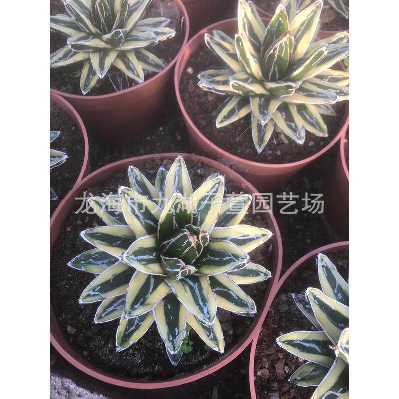 百合科圆景观辉山锦龙舌兰仙人球仙人柱盆栽多肉植物叶沙生植物