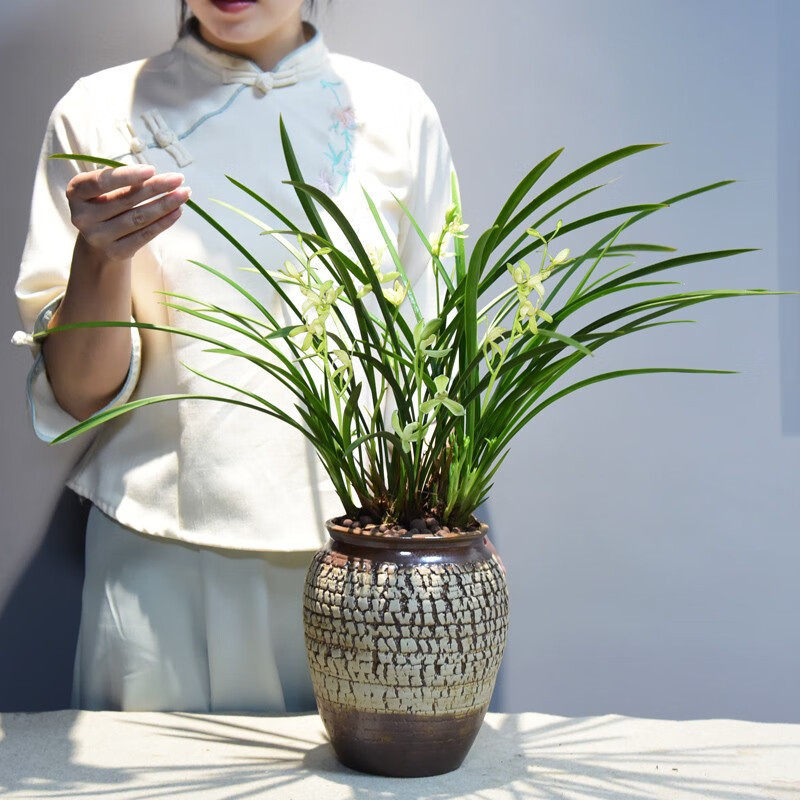 zr兰花盆栽建兰铁骨素兰花花卉室内植物四季常青办公室观赏国兰