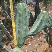 龙神木仙人柱又称蓝爱神木多分枝柱状景观仙人掌布置沙漠植物