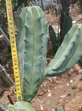 龙神木仙人柱又称爱神蓝木多分枝柱状仙人掌景观布置沙漠植物