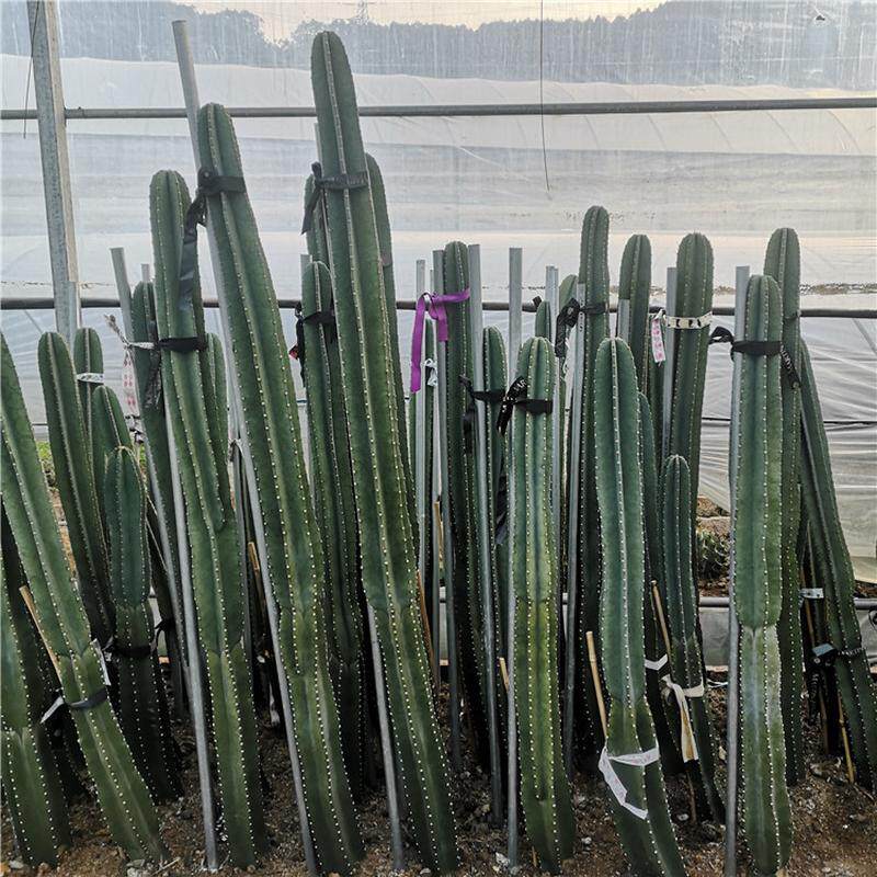 量天尺仙人柱无刺柱天轮1-2米盆栽组合品种沙生植物景观工程实例