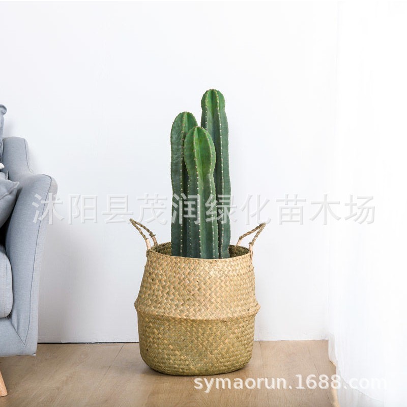 仙人柱量天刺盆栽北欧风室内中型客厅好养多肉植物无尺仙人掌绿植
