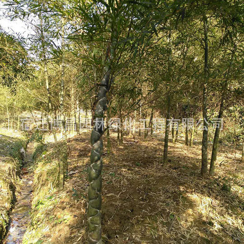 龟甲竹苗批发园林竹子植物景观绿化庭院工程龟背竹佛肚竹罗汉竹