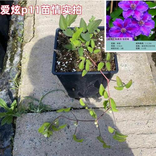 爱炫铁线莲盆栽四季苗爬藤植物庭院耐寒花卉阳台中攀援盆栽爬墙
