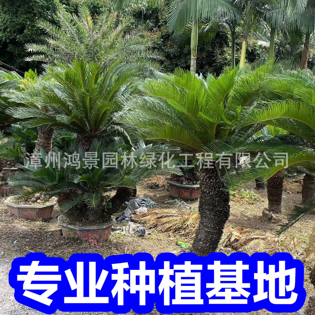大型铁树盆栽墨西哥苏铁假植苗庭院铁树树基地批发耐寒常青绿植