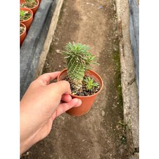 多肉植物大戟科铁甲麒麟沙生仙人球植物仙人掌基地批发