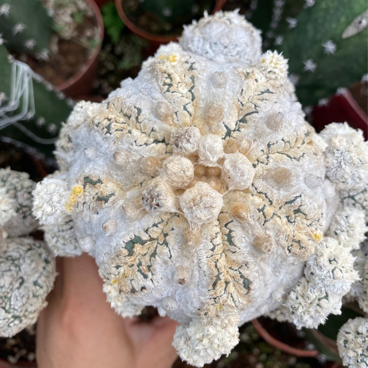 花园兜直径嫁接7-8厘米仙人球小盆栽多肉植物