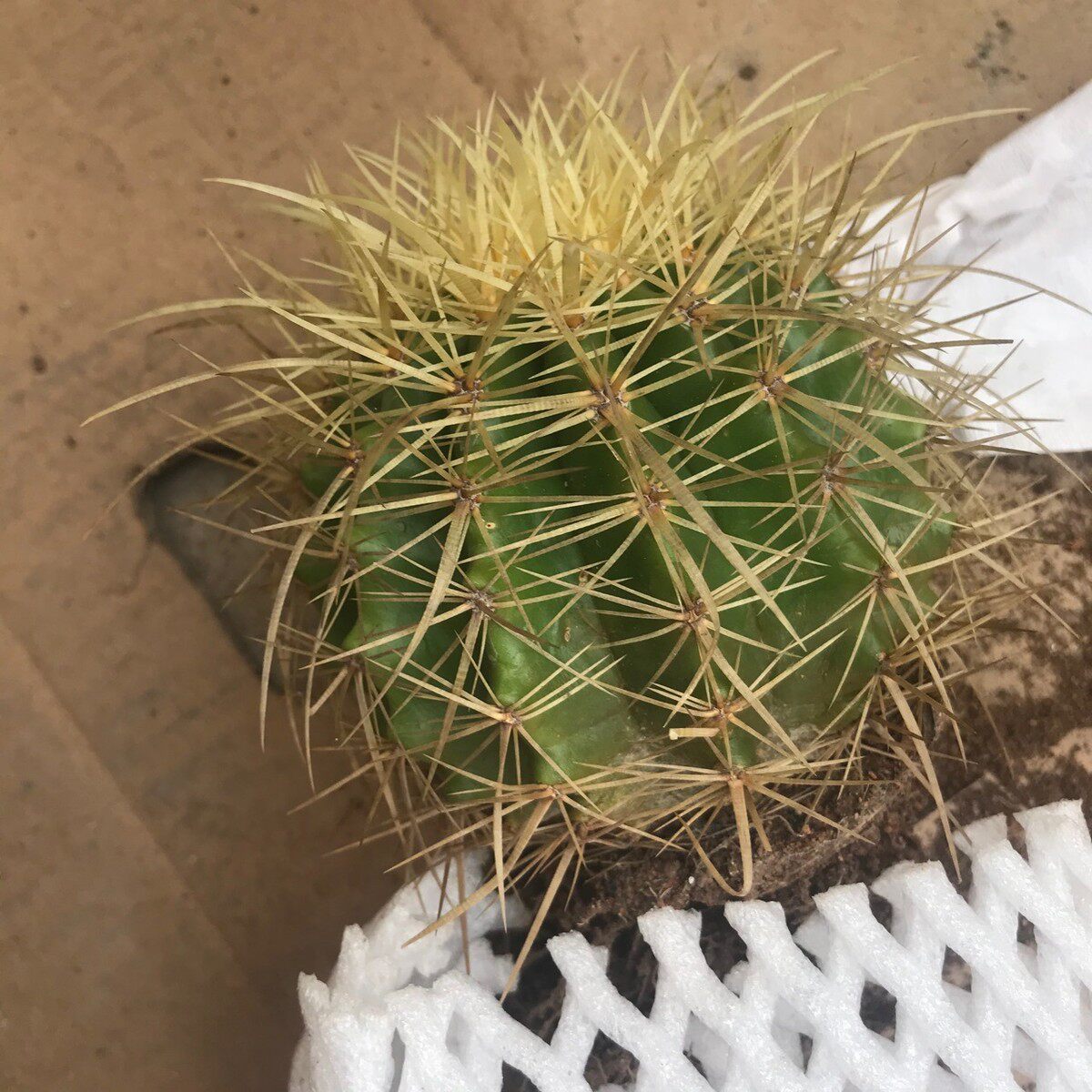 仙人球盆栽多肉掌形金长刺狂刺多肉植物虎仙人掌沙漠植物