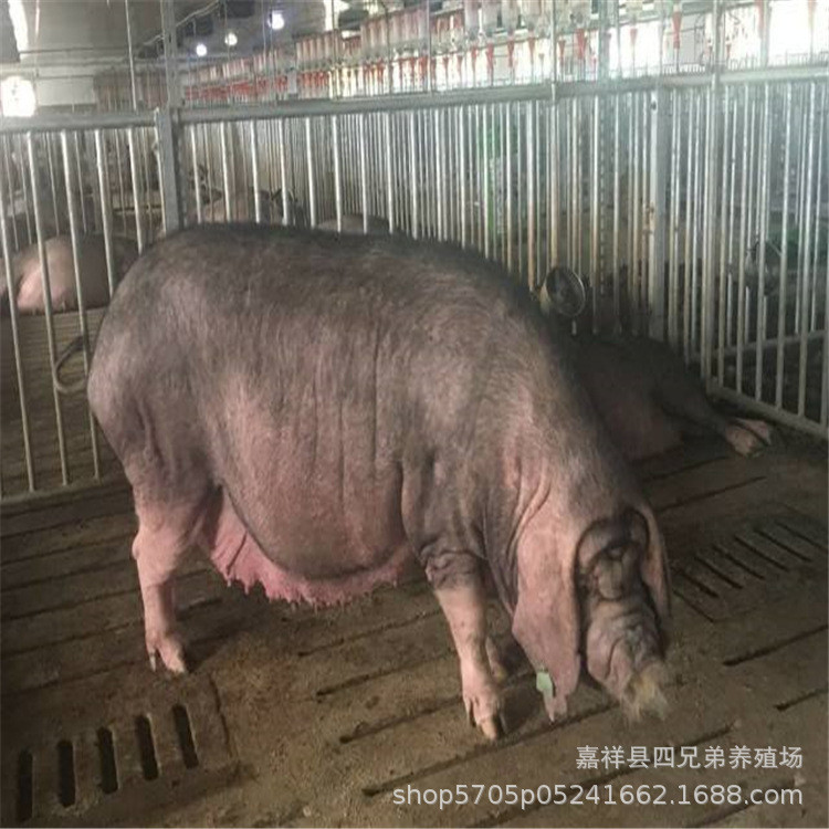 纯种苏太母猪二花脸皮兰特种猪北京黑猪价格原种太湖母猪