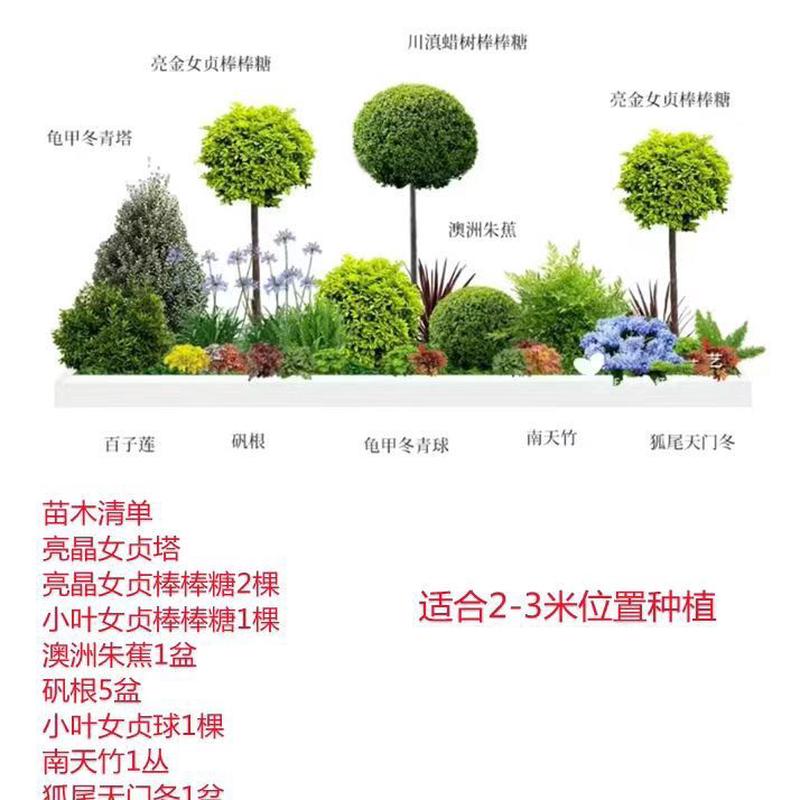 免搭配花镜套餐亮晶女贞植物阳台别墅耐寒热花镜带花镜庭院设计
