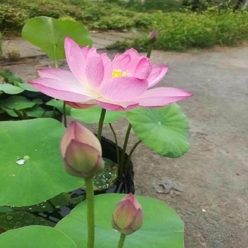 无孔营养钵加厚不漏水睡莲荷水生植物花盆碗莲育苗盆花莲水盆水盒