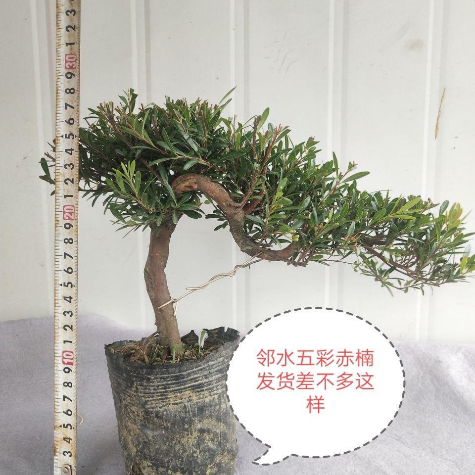 悬崖盆景香兰茶树白蜡雀梅六月雪榆树罗汉松雀梅虎皮榕