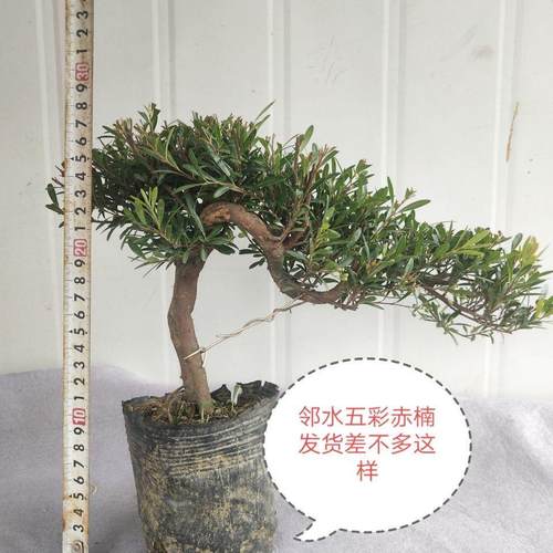 悬崖盆景香兰茶树白蜡雀梅六月雪榆树罗汉松雀梅虎皮榕