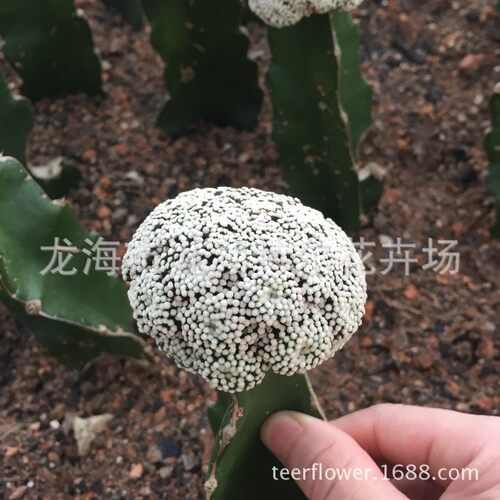 仙人掌科【桩牡丹】4cm带三角松针