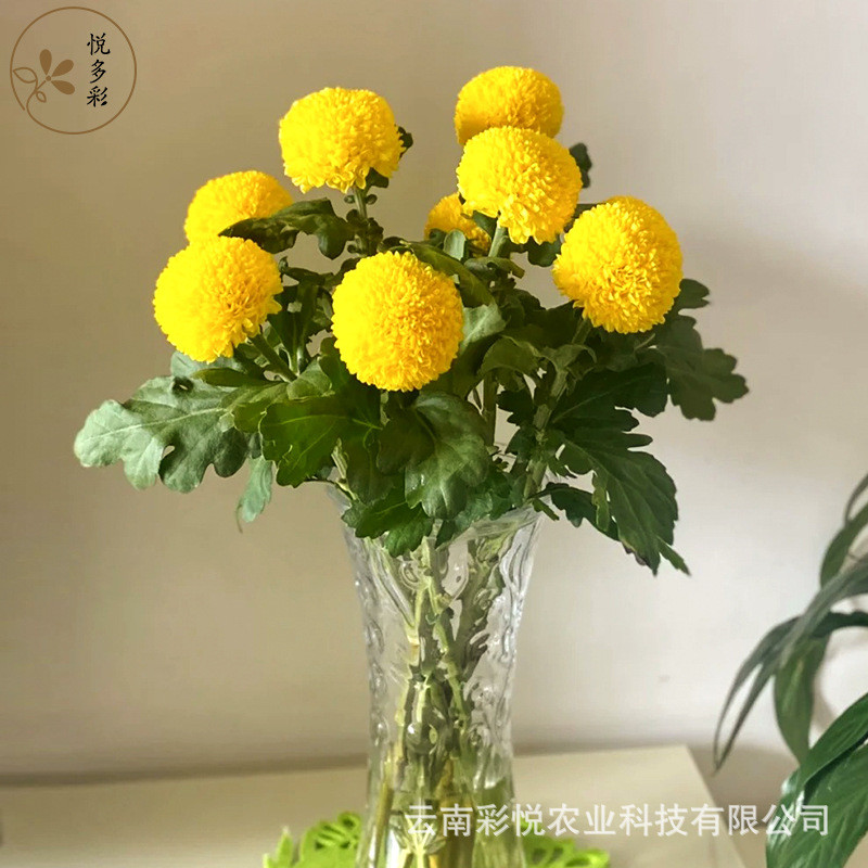 【乒乓菊烟花菊面包菊安娜菊】昆明鲜切花家居装饰切花