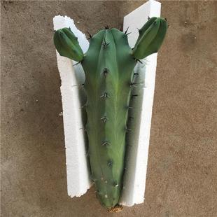 龙神木仙人植物又称蓝爱神木多分枝柱状仙人掌景观布置沙漠柱