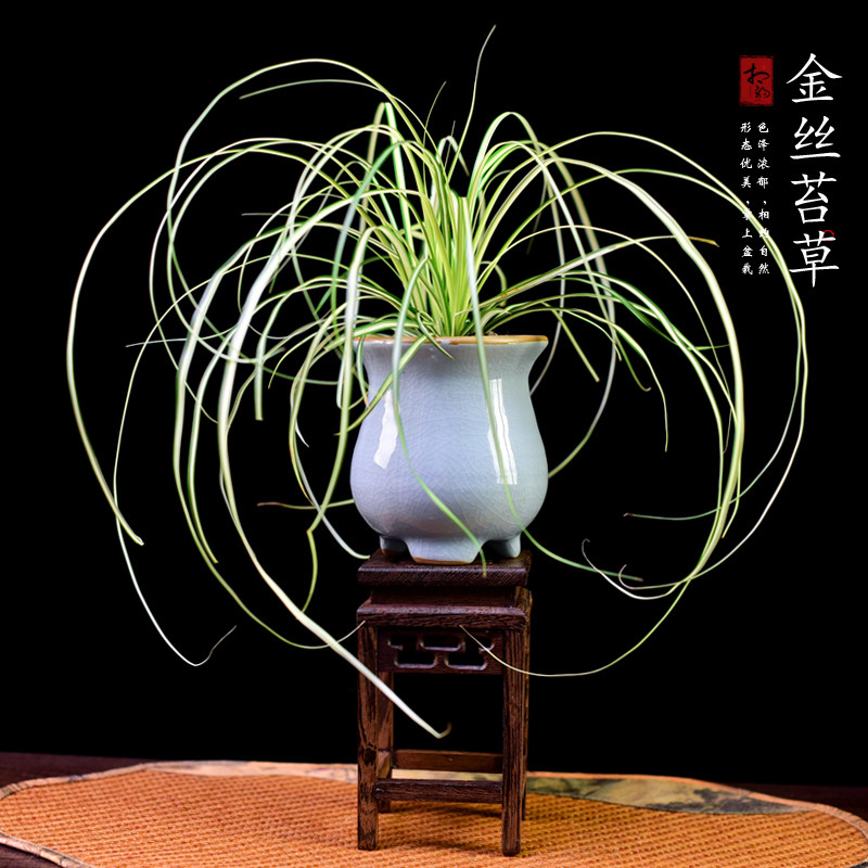 金丝苔草盆栽室内绿植桌面菖蒲草植物办公茶室好养植物古韵盆景