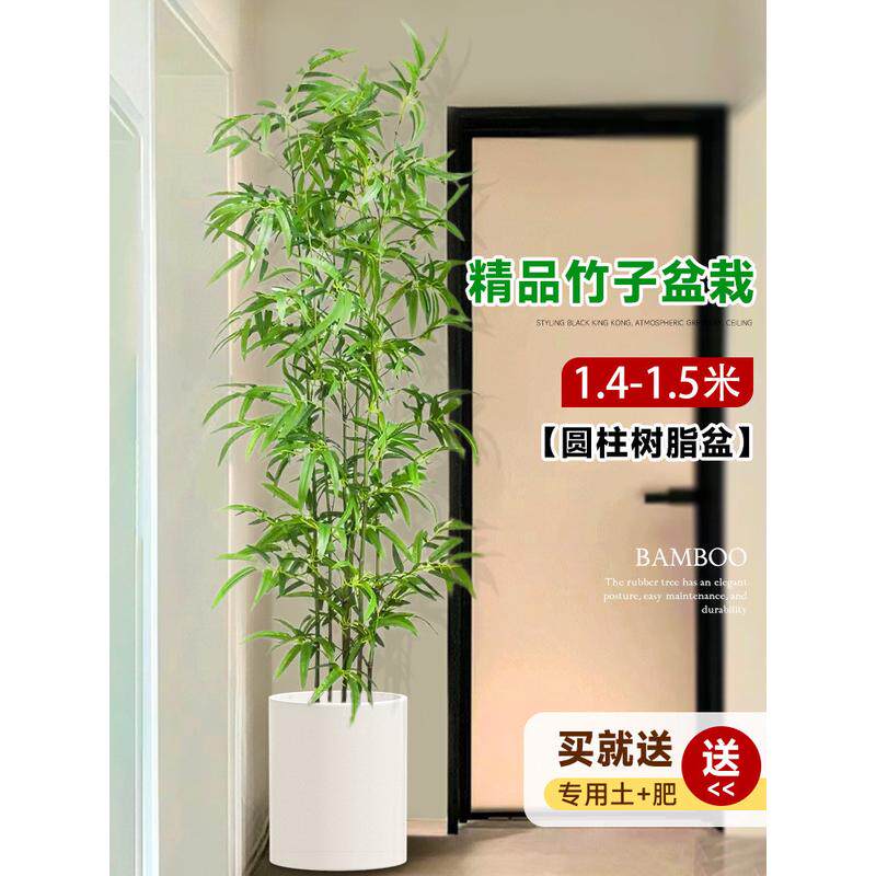 竹子盆栽室内客厅真树绿植大型落地大花盆好养活四季常青造景批发