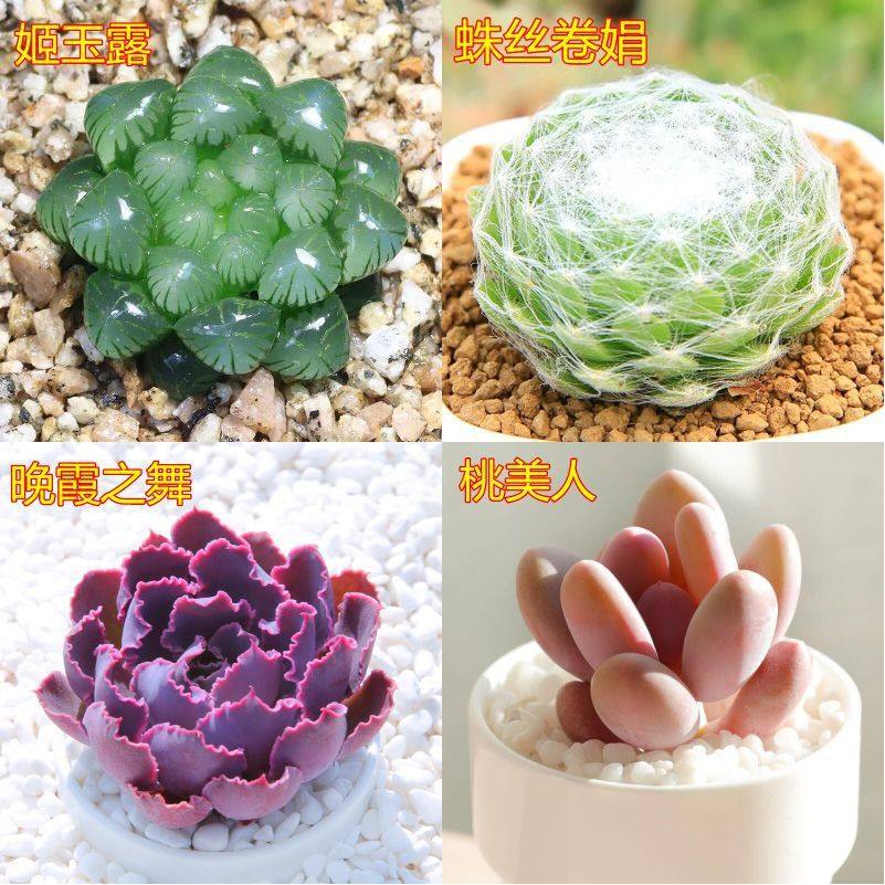 多肉多肉植物批发红宝石组合花卉室内盆栽玉露豪华肉肉园艺,鲜花速递/花卉仿真/绿植园艺,多肉植物,淘宝优惠券,粉丝福利购,淘宝优惠卷