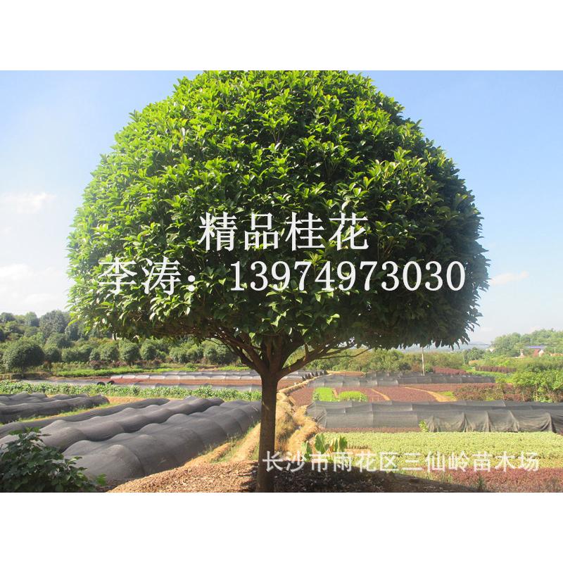 绿化河南贵州供应乔木大桂花八月桂花桂花小苗苗圃直销