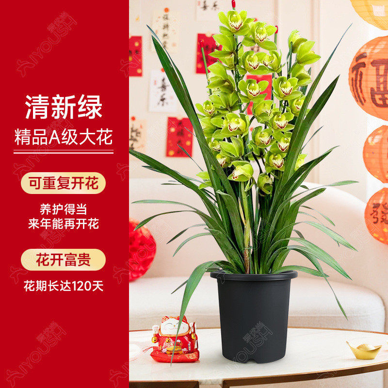 大花花盆栽直兰带花苞花剑客厅室内好养年宵蕙兰绿植喜庆花卉植物
