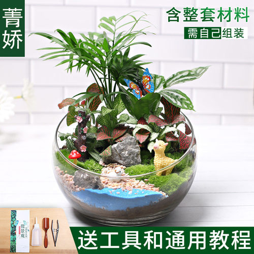 18切儿童种植小盆栽diy鲜活植物苔藓微景观生态瓶材料包创意套装