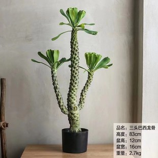 仿真绿植仙人柱霸王鞭仙人掌盆栽巴西龙骨树热带沙漠造景家居摆件