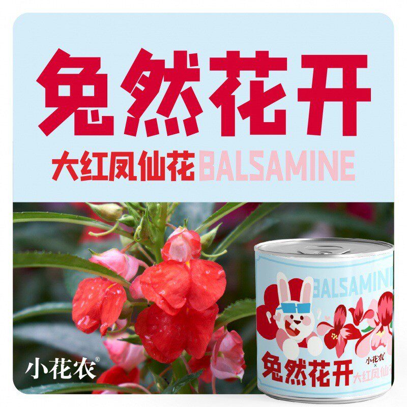 网红款小学盆栽绿植厂家批发小花农种植摆件幼儿园祝福种植盆栽