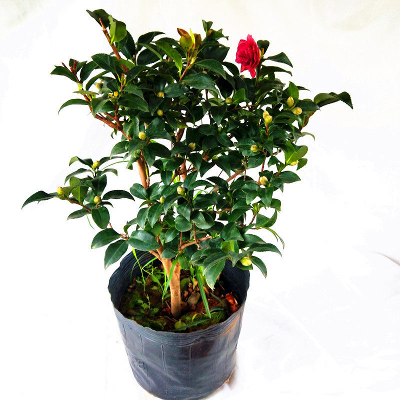 茶梅树球型植物品种财神丹玉昭和茶梅盆栽四季绿植物花卉茶梅花苗