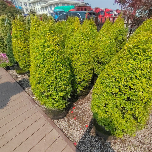 亮别墅女贞塔型盆栽女贞落地球庭院晶阳台栽种耐热耐寒花镜植物