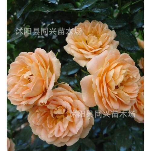 1.3-1.4庭院藤本月季爬藤植物米花卉盆栽
