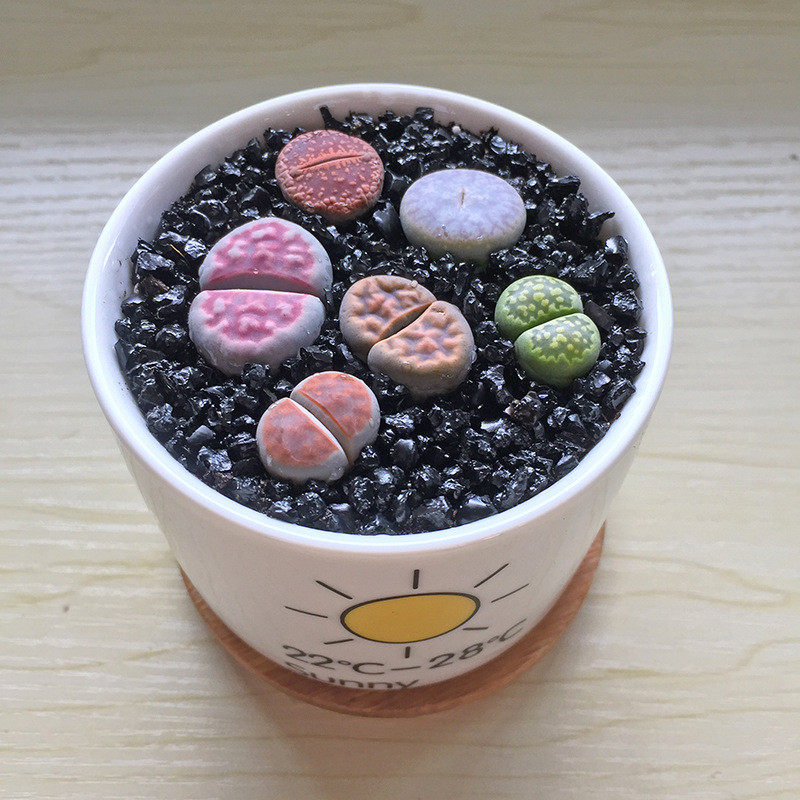 新品生石花组合活屁股花石头pp多肉植物盆栽含盆含土铺面好养套餐