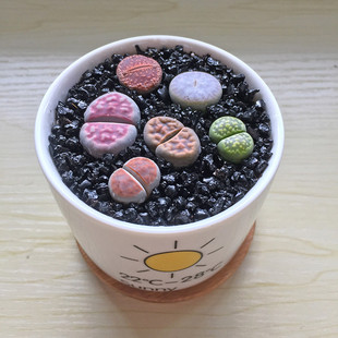 新品生石花组合活屁股花石头pp多肉植物盆栽含盆含土铺面好养套餐