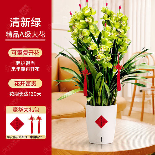 大花蕙兰盆栽直兰带花苞花剑花室内好养年宵客厅绿植喜庆花卉植物