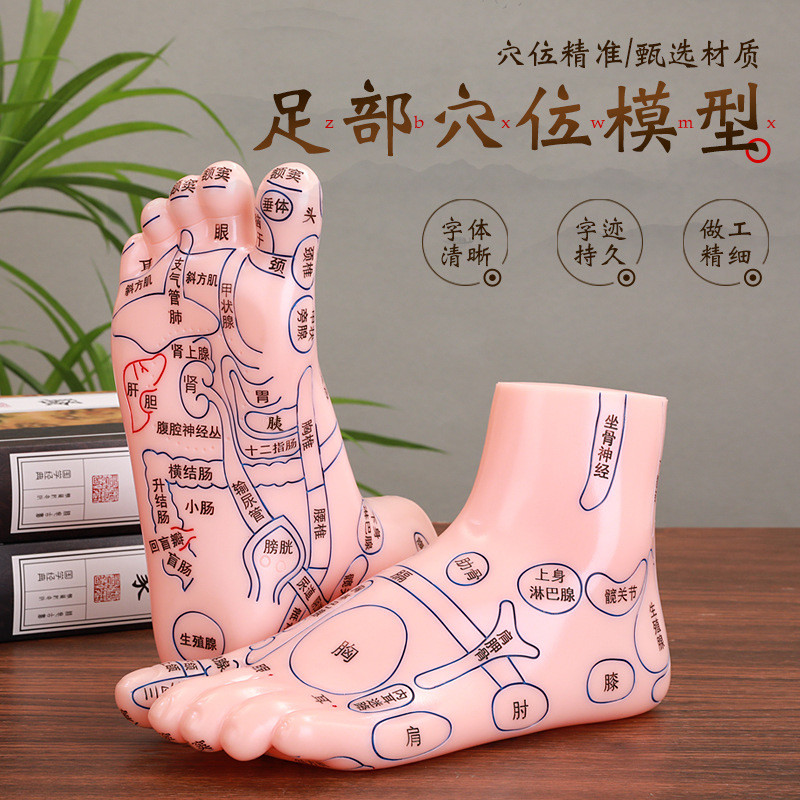 足部按摩模型人体穴位图脚丫经络反射区脚底足底足疗工具家用25cm