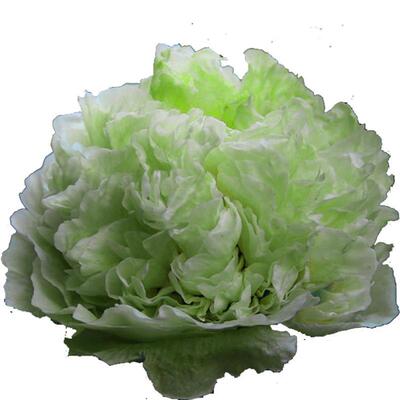 绿幕隐玉绿牡丹花苗盆栽牡丹庭院地栽阳台洛阳牡丹花卉牡丹苗树花