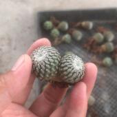 基地直发仙人球刺自根娇丽精巧殿仙人球趴多肉植物不扎手仙人掌批