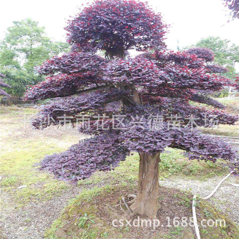 批发红继木红花盆景造型树桩继木湖南红檵木花苗园林绿化
