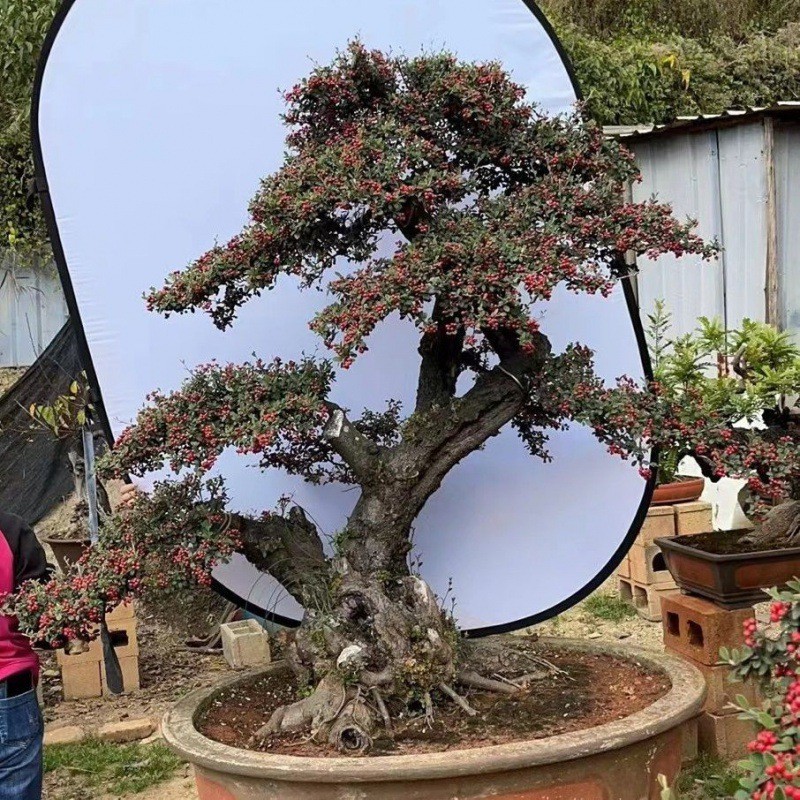 绿植盆景盆栽艺术盆景荀子铁马鞭火棘盆景老桩精品矮霸