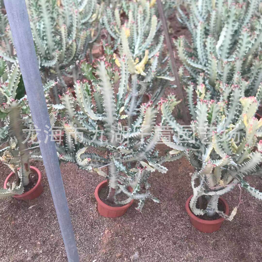 白龙骨锦柱仙人球多肉植物仙人仙人掌沙生景观植物群生基地批发