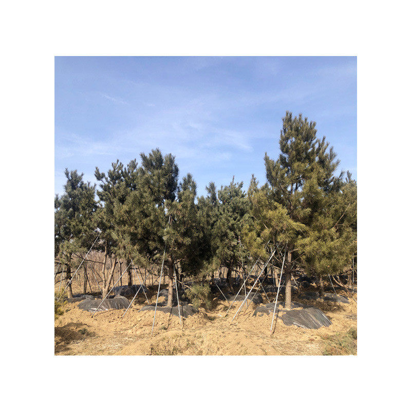 基地直供景观油松树风景行道工程直杆油松树占地绿化苗木油松树