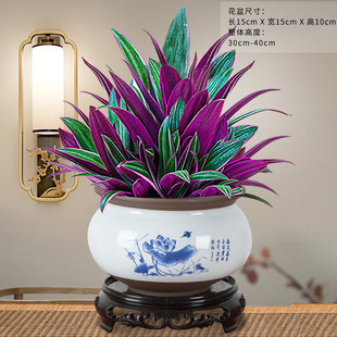 紫兰盆露栽花卉油画吊兰植物好养美观四季客厅办公室桌面观叶绿植