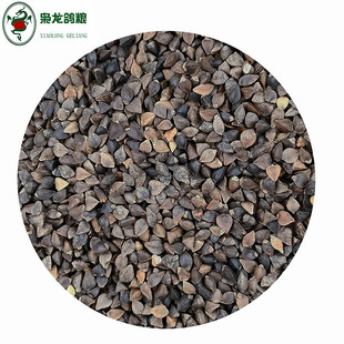 枭龙信鸽荞麦50斤赛鸽鸽粮营养原料浙江沪皖包邮