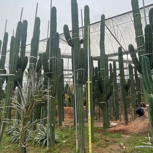 福建仙人柱武仑柱土人节虎产地批发仙人球多头金柱大戟阁龙舌兰