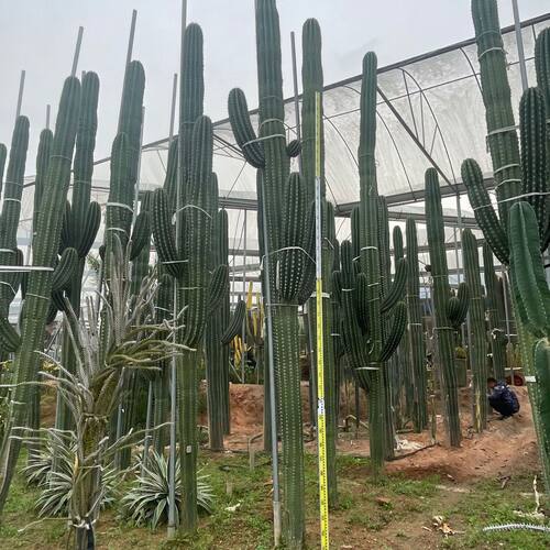 福建仙人掌基地批发大戟柱武仑柱土人节阁沙生植物造景