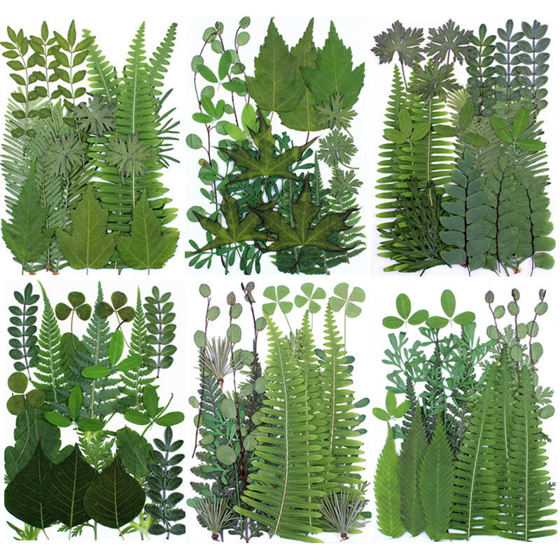 绿叶组合包真树叶植物标本贴画干花批发干叶片材料包拍摄道具