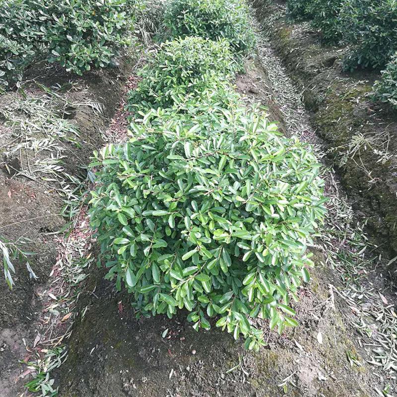 苗木工程绿化火50cm火棘球园林棘球小苗灌木火棘球