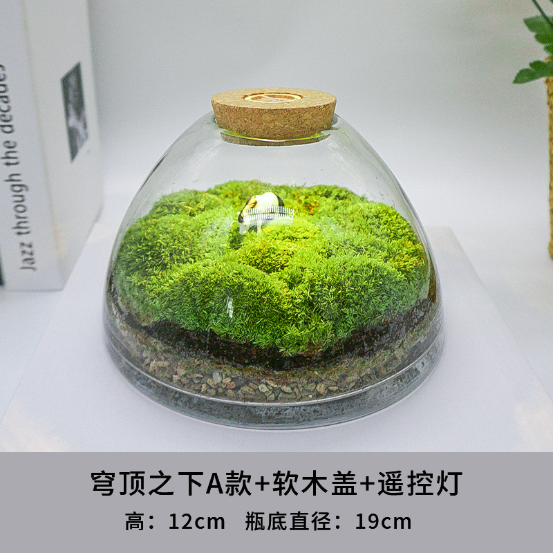 2u8k青苔苔藓植物景观闷养瓶微景观微观生态瓶盆栽微缩盆景造景成